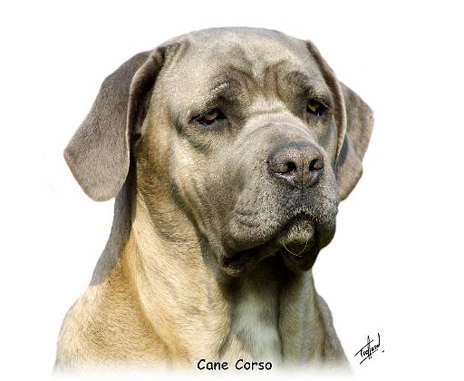 Cane Corso 8R057D-10_2.JPG